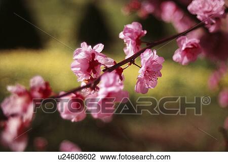 Stock Image - pink, flowers, plum, spring, blossom, california. Fotosearch