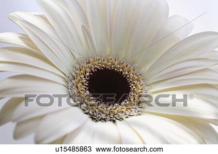 Stock Image - plant, close, flower, daisy, up, macro. Fotosearch
