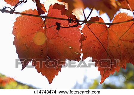 plants, leaves, horticulture, flowers, environment, autumn View Large Photo Image Picture - plants, leaves, horticulture, flowers, environment, autumn. Fotosearch