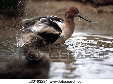 Picture - play, california, water, bird, young, monterey. Fotosearch