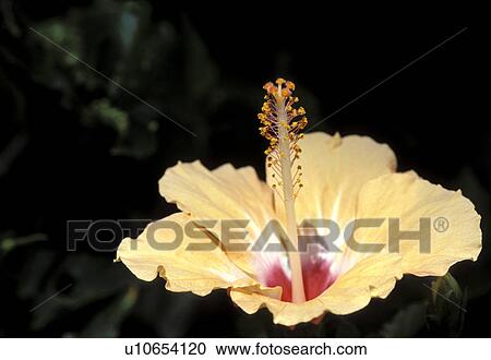 Stock Image - poipu, usa, hi, kauai, hibiscus. Fotosearch