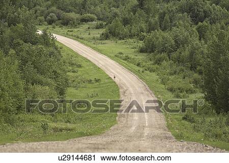 Stock Image - porcupine, deer, road, lake, woody, whitetailed. Fotosearch