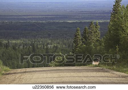 Stock Photograph - porcupine, deer, road, lake, woody, whitetailed. Fotosearch