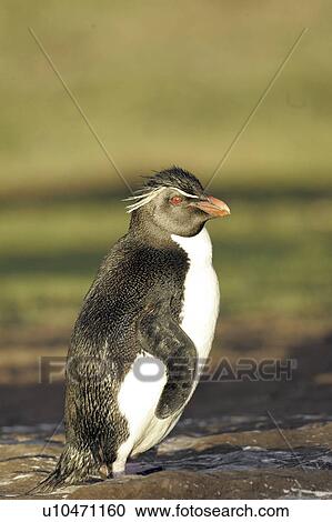 Stock Image - portrait, penguin, birds, islands, falkland, rockhopper. Fotosearch