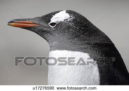 portrait, penguin, wildlife, islands, falkland, gentoo View Large Photo Image Stock Image - portrait, penguin, wildlife, islands, falkland, gentoo. Fotosearch