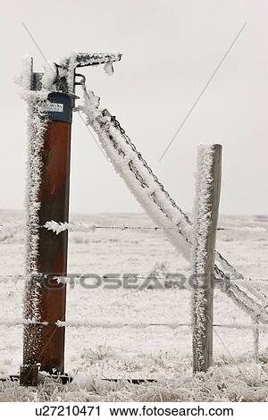 Stock Image - post, frostcovered, cattle, fence, barbedwire, hoar. Fotosearch