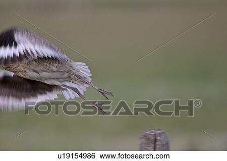 Stock Photograph - post, willet, fence, away, flying, young. Fotosearch