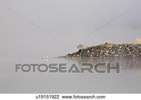 Stock Image - pound, birds, buffalo, mist, morning, water. Fotosearch