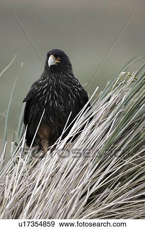 Stock Photo - predatory, caracara, hawk, islands, falkland, striated. Fotosearch