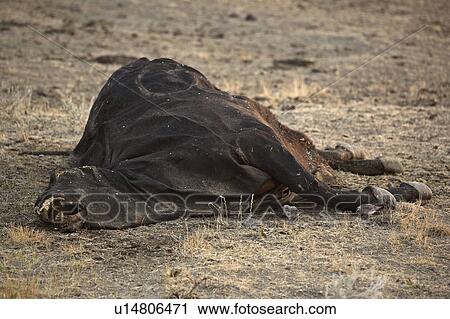 provincial, cow, rangeland, heritage, onefour, dead View Large Photo Image Stock Image - provincial, cow, rangeland, heritage, onefour, dead. Fotosearch