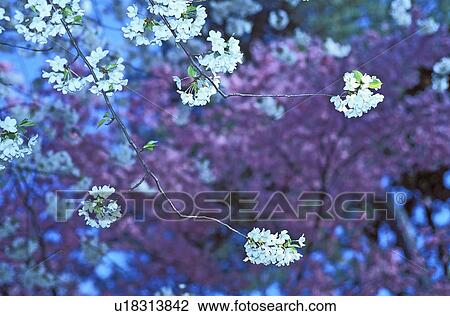 Stock Image - prunus, yoshino, akebono, tree, cherry, blooms. Fotosearch