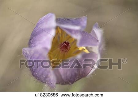Stock Photograph - pulsatilla, flower, crocus, prairie, or, pasque. Fotosearch