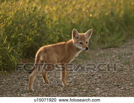 pup, mother, its, lost, coyote View Large Photo Image Stock Image - pup, mother, its, lost, coyote. Fotosearch