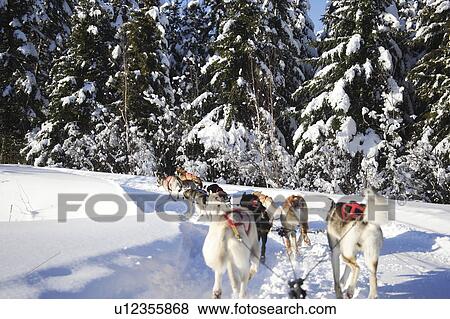 Stock Photo - quebec, animal, dog, canada, dogs. Fotosearch