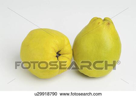 Stock Image - quinces, quince, background, white, pair. Fotosearch