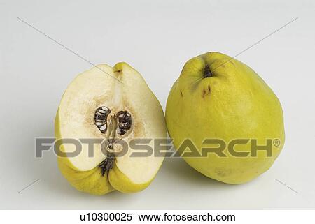 quinces, quince, background, white, pair View Large Photo Image Stock Photography - quinces, quince, background, white, pair. Fotosearch