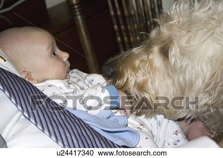 quit, baby, dog, goldendoodle, family, friends View Large Photo Image Stock Image - quit, baby, dog, goldendoodle, family, friends. Fotosearch