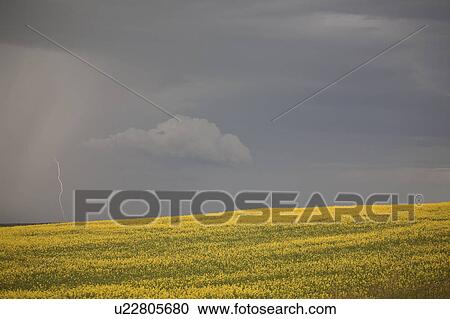 rain, saskatchewan, scenic, lightning, approaching View Large Photo Image Stock Image - rain, saskatchewan, scenic, lightning, approaching. Fotosearch
