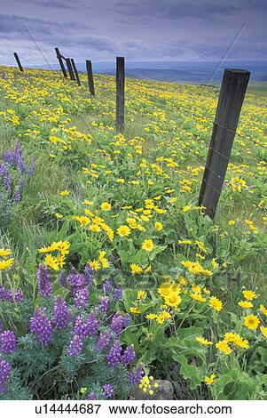 ranch, columbia, flower, lupine, national, usa View Large Photo Image Stock Photo - ranch, columbia, flower, lupine, national, usa. Fotosearch