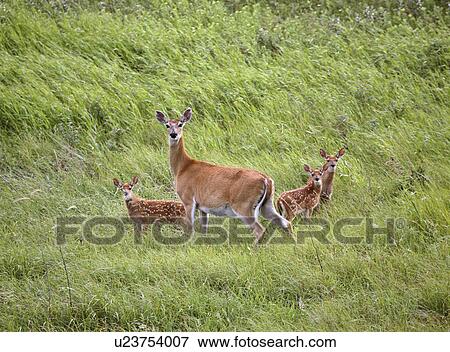 recognized, deer, can, virginiania, odocoileus, whitetailed View Large Photo Image Stock Photo - recognized, deer, can, virginiania, odocoileus, whitetailed. Fotosearch