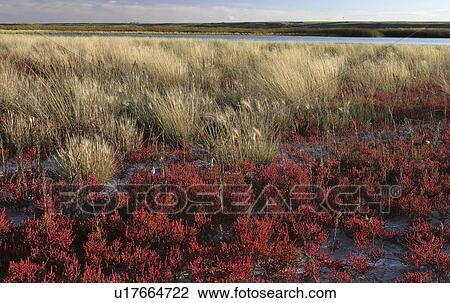 Stock Image - refuge, mudflats, wildlife, lake, eyebrow, plants. Fotosearch