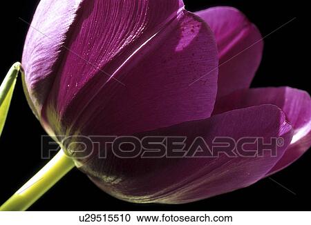 reproduction, tulip, plant, flower, darinian, darwinian View Large Photo Image Stock Image - reproduction, tulip, plant, flower, darinian, darwinian. Fotosearch