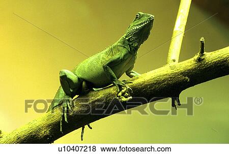 Stock Photo - reptile, tree, zoology, lizard, monitor, emerald. Fotosearch