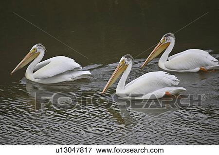 Stock Photo - river, american, quappelle, pelicans, white, three. Fotosearch