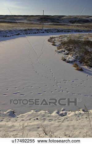 river, tracks, arm, frozen, snow, animal View Large Photo Image Stock Photography - river, tracks, arm, frozen, snow, animal. Fotosearch