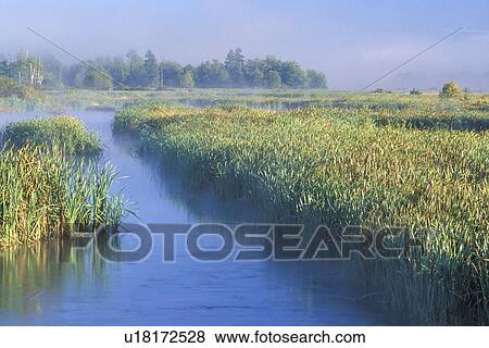river, usa, wetland, spencer, fog, snohomish View Large Photo Image Stock Photo - river, usa, wetland, spencer, fog, snohomish. Fotosearch