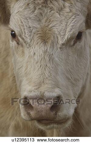 Stock Image - road, cow, canada, saskatchewan, scenic, closeup. Fotosearch