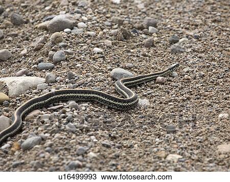 road, snake, country, saskatchewan, crossing, garter View Large Photo Image Stock Image - road, snake, country, saskatchewan, crossing, garter. Fotosearch