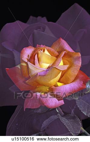 Stock Photograph - rosa, tea, peace, chicago, rose, hybrid. Fotosearch