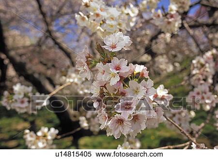 Stock Photography - rosaceae, cherry, prunus, ohsibayama, blossoms, japanese. Fotosearch