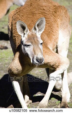rufus, kanagaroo, macropus, kangaroo, holder, red View Large Photo Image Stock Photography - rufus, kanagaroo, macropus, kangaroo, holder, red. Fotosearch