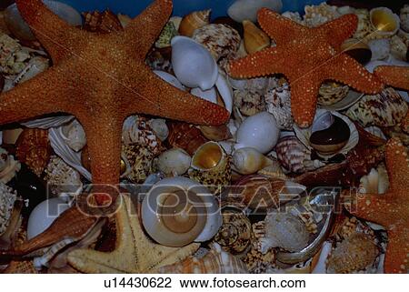 Stock Image - sale, england, cheltenham, stowonthewold, starfish. Fotosearch