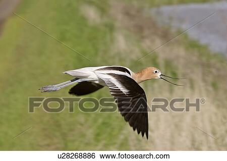 saskatchewan, avocet, scenic, flight, shorebird, american View Large Photo Image Stock Photograph - saskatchewan, avocet, scenic, flight, shorebird, american. Fotosearch