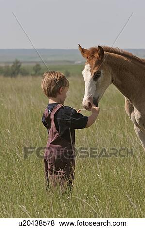 Stock Photo - saskatchewan, boy, southern, scenic, colt, young. Fotosearch