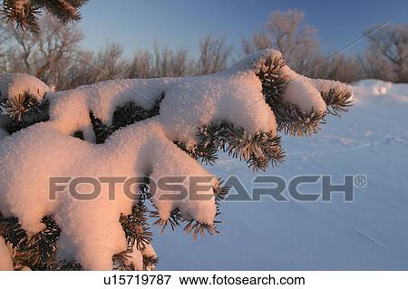 Stock Photo - saskatchewan, branches, scenic, tree, evergreen, snowcovered. Fotosearch
