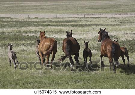 saskatchewan, colts, scenic, pasture, running, mares View Large Photo Image Stock Photography - saskatchewan, colts, scenic, pasture, running, mares. Fotosearch