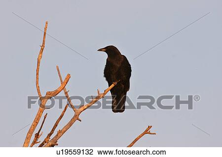 Stock Image - saskatchewan, crow, scenic, sunset, branch, american. Fotosearch