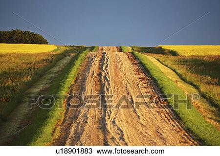 saskatchewan, dark, road, country, beautiful View Large Photo Image Stock Image - saskatchewan, dark, road, country, beautiful. Fotosearch