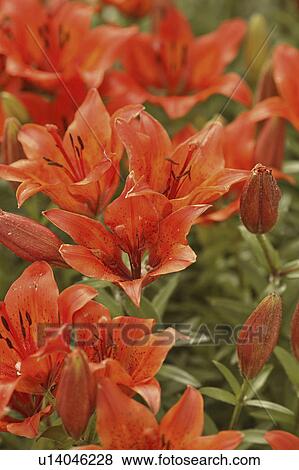 Stock Photo - saskatchewan, daylily, scenic, coderre, flowers, orange. Fotosearch