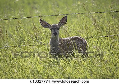 Picture - saskatchewan, deer, scenic, field, fawn, mule. Fotosearch