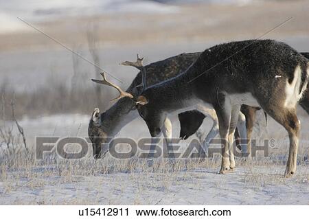 Stock Image - saskatchewan, deer, scenic, field, grazing, sika. Fotosearch