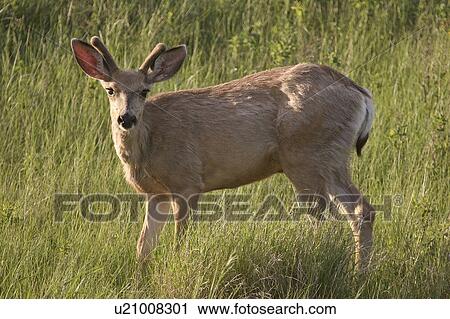 Stock Image - saskatchewan, deer, scenic, field, buck, mule. Fotosearch