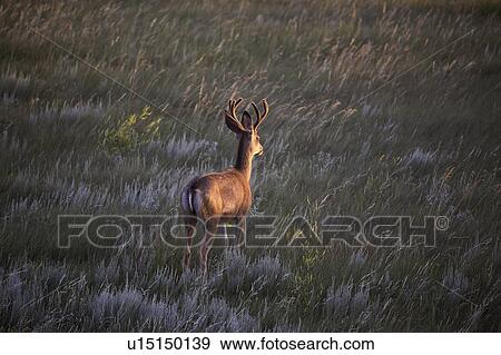 saskatchewan, deer, scenic, field, buck, mule View Large Photo Image Stock Photo - saskatchewan, deer, scenic, field, buck, mule. Fotosearch