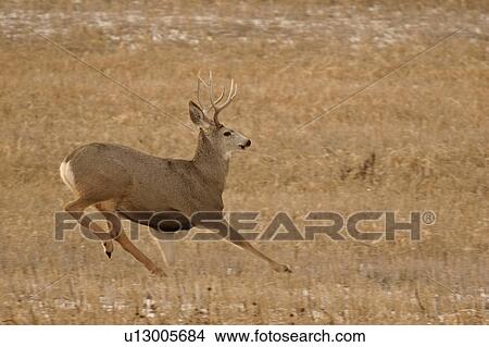 saskatchewan, deer, scenic, winter, buck, mule View Large Photo Image Picture - saskatchewan, deer, scenic, winter, buck, mule. Fotosearch