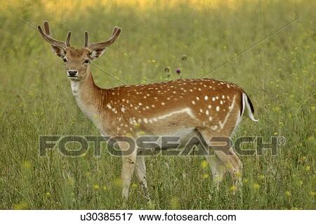 Stock Photo - saskatchewan, deer, southern, scenic, field, male. Fotosearch