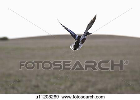 saskatchewan, drake, scenic, flight, taking, mallard View Large Photo Image Stock Photo - saskatchewan, drake, scenic, flight, taking, mallard. Fotosearch